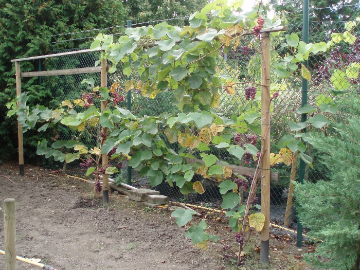 Roter Aderstedter Weinstock / F&uuml;r mehr Bilder, Bild anklicken.